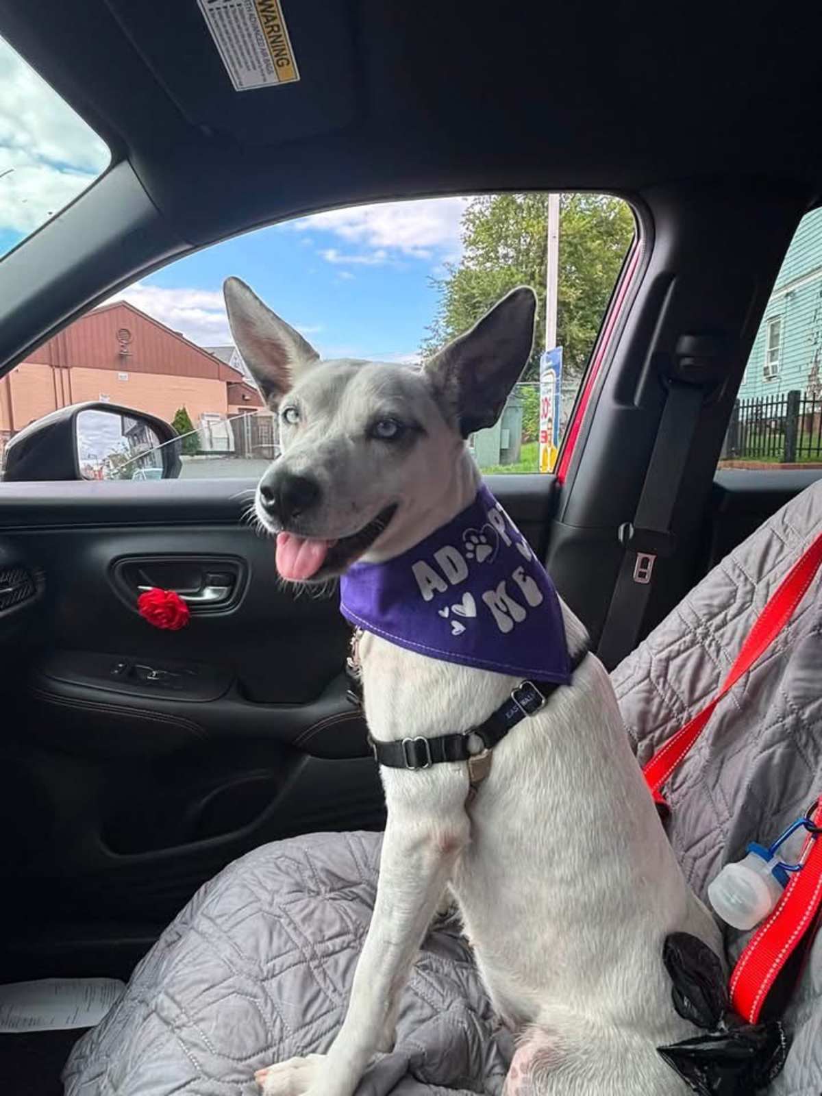 LOLA ~ MEET ME! - Husky / Labrador Retriever available for adoption