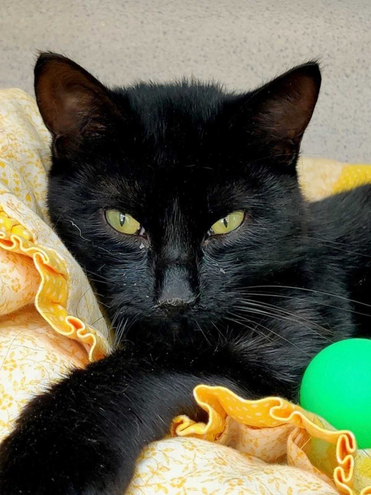 WOODROW - Domestic Shorthair available for adoption