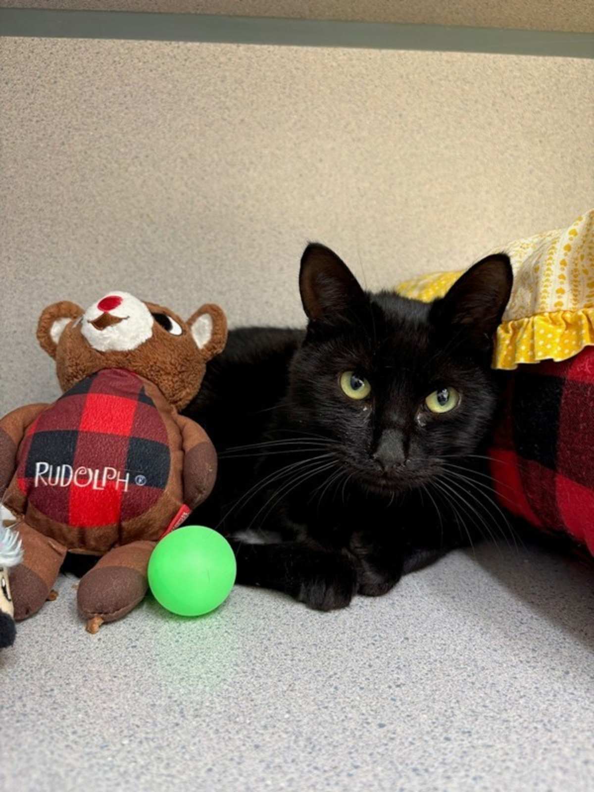 WOODROW - Domestic Shorthair available for adoption