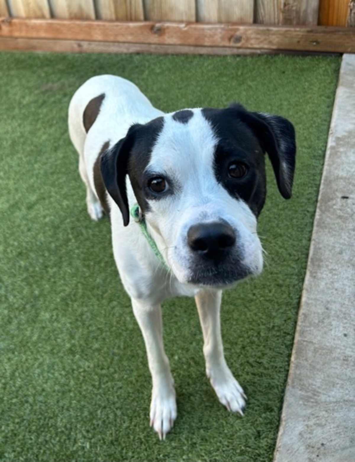 MOIRA - Mixed Breed (Medium) for adoption in Eugene