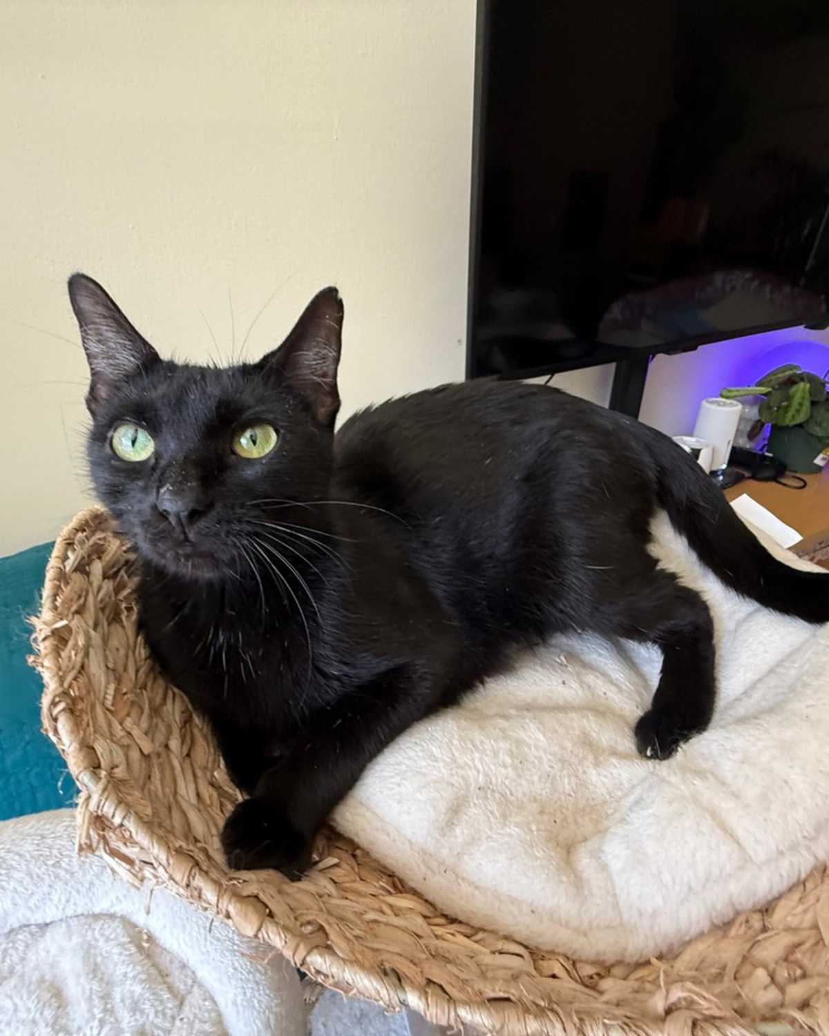 JUUL - Domestic Shorthair available for adoption