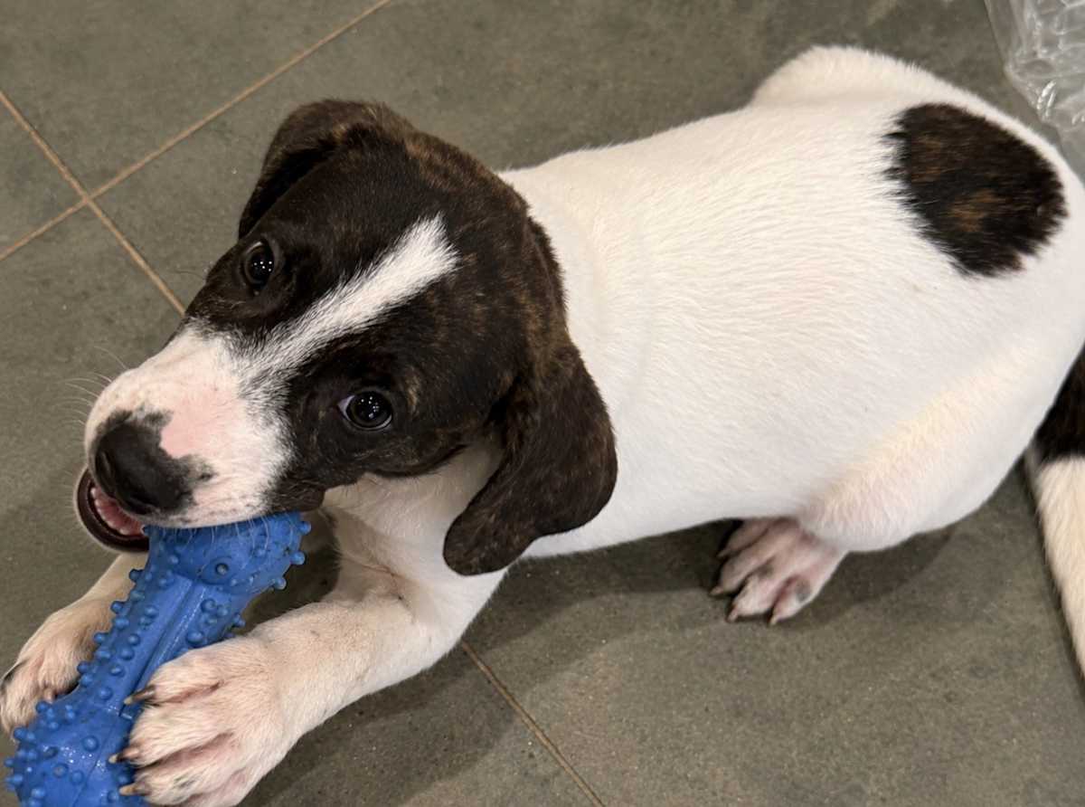 ROWDY ~ MEET ME! - American Bulldog / Labrador Retriever available for adoption