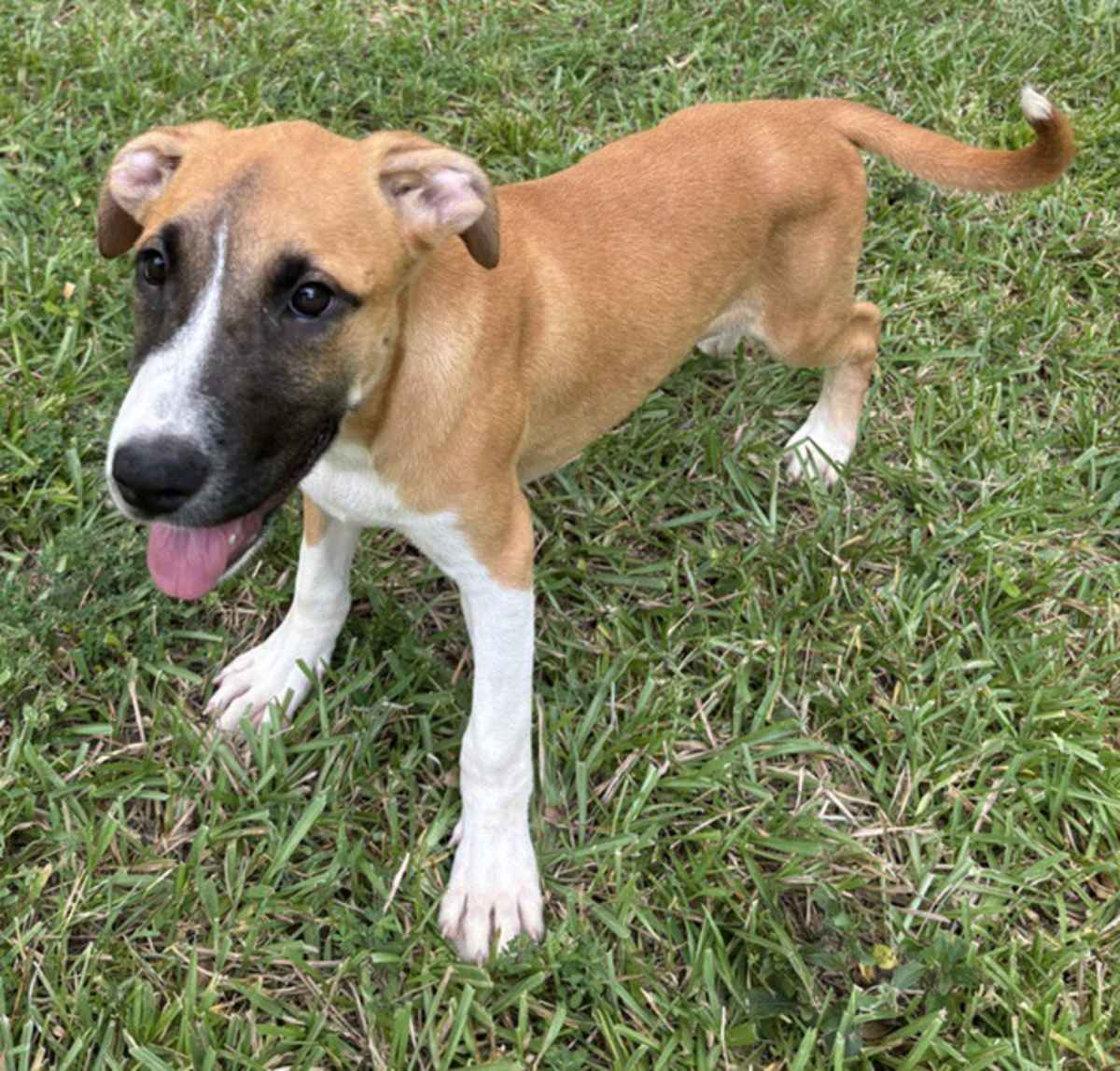 BAMBI ~ MEET ME! - Boxer / Labrador Retriever available for adoption