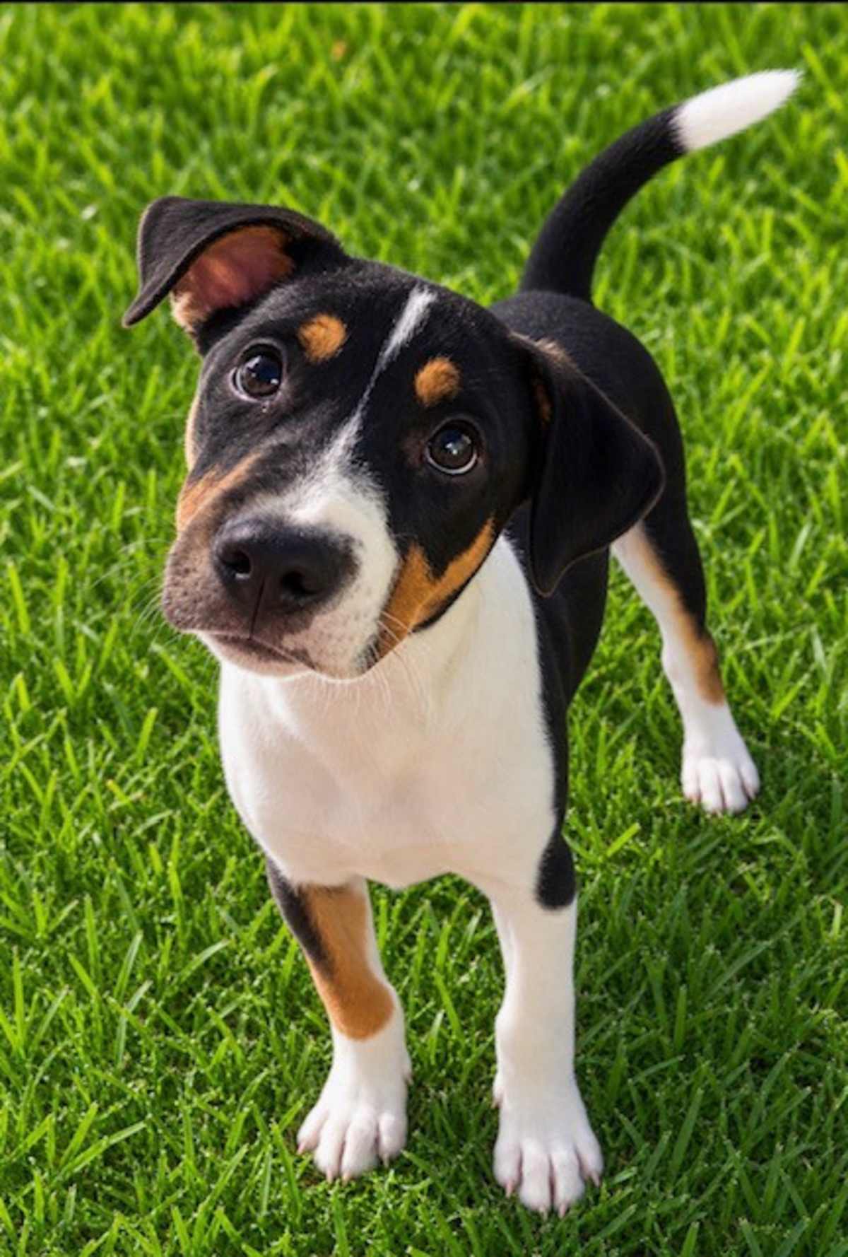 POLLY POCKET ~ MEET ME! - Beagle / American Pit Bull Terrier available for adoption