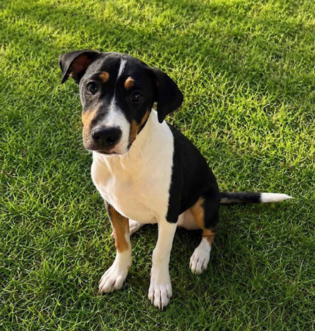 POLLY POCKET ~ MEET ME! - Beagle / American Pit Bull Terrier available for adoption