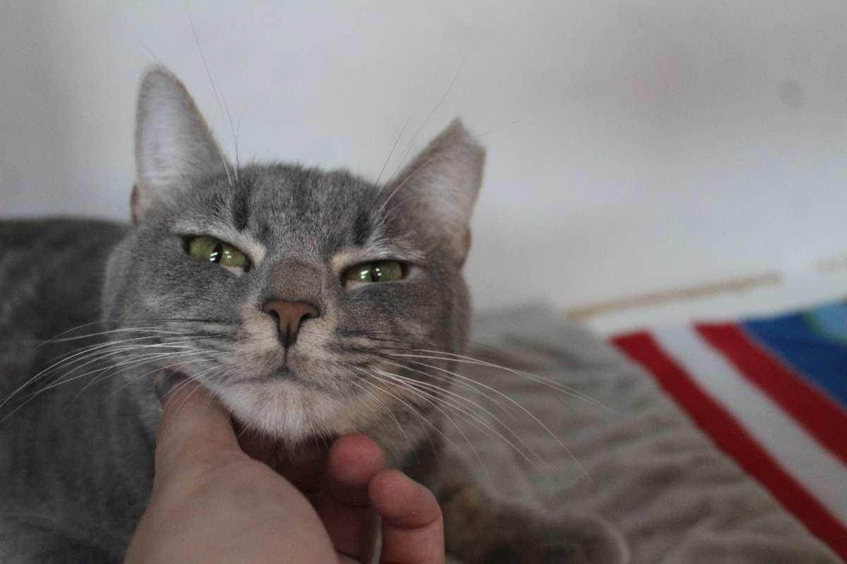 VAL - Domestic Shorthair available for adoption