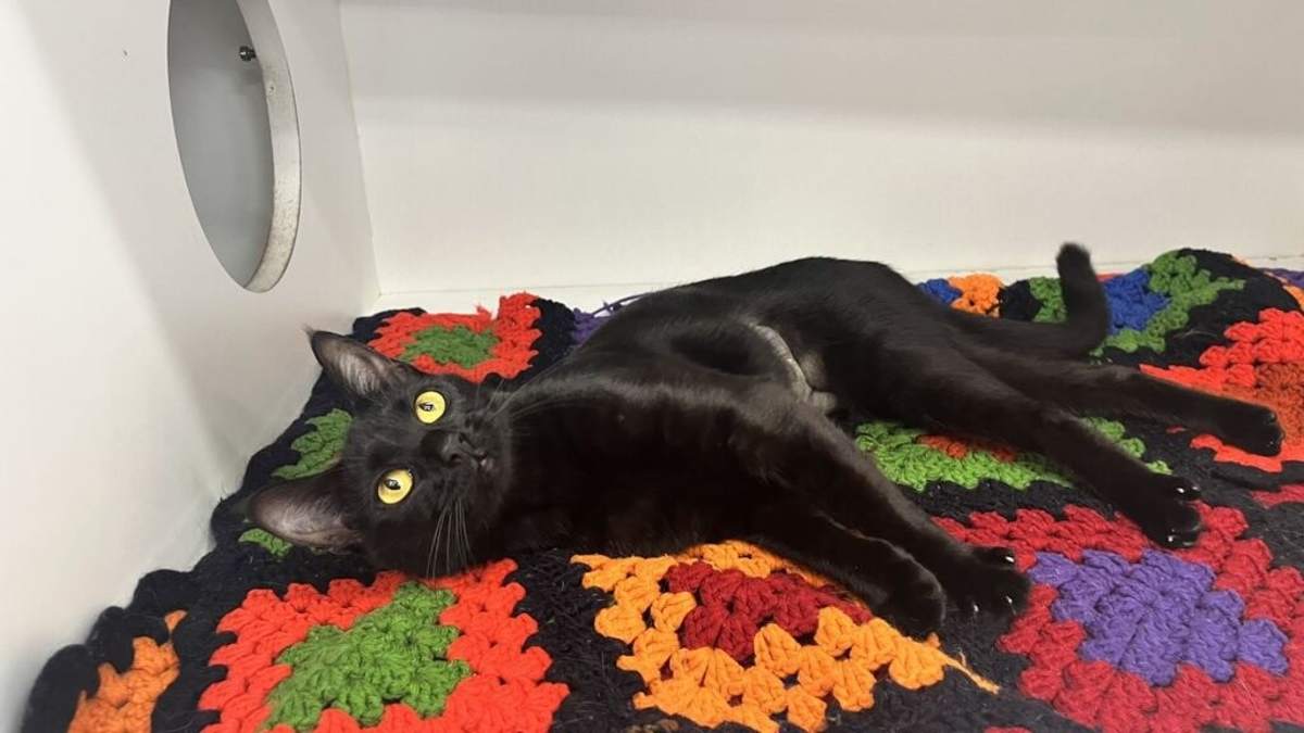 LOTTIE - Domestic Shorthair available for adoption