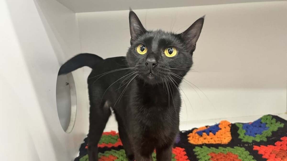 LOTTIE - Domestic Shorthair available for adoption