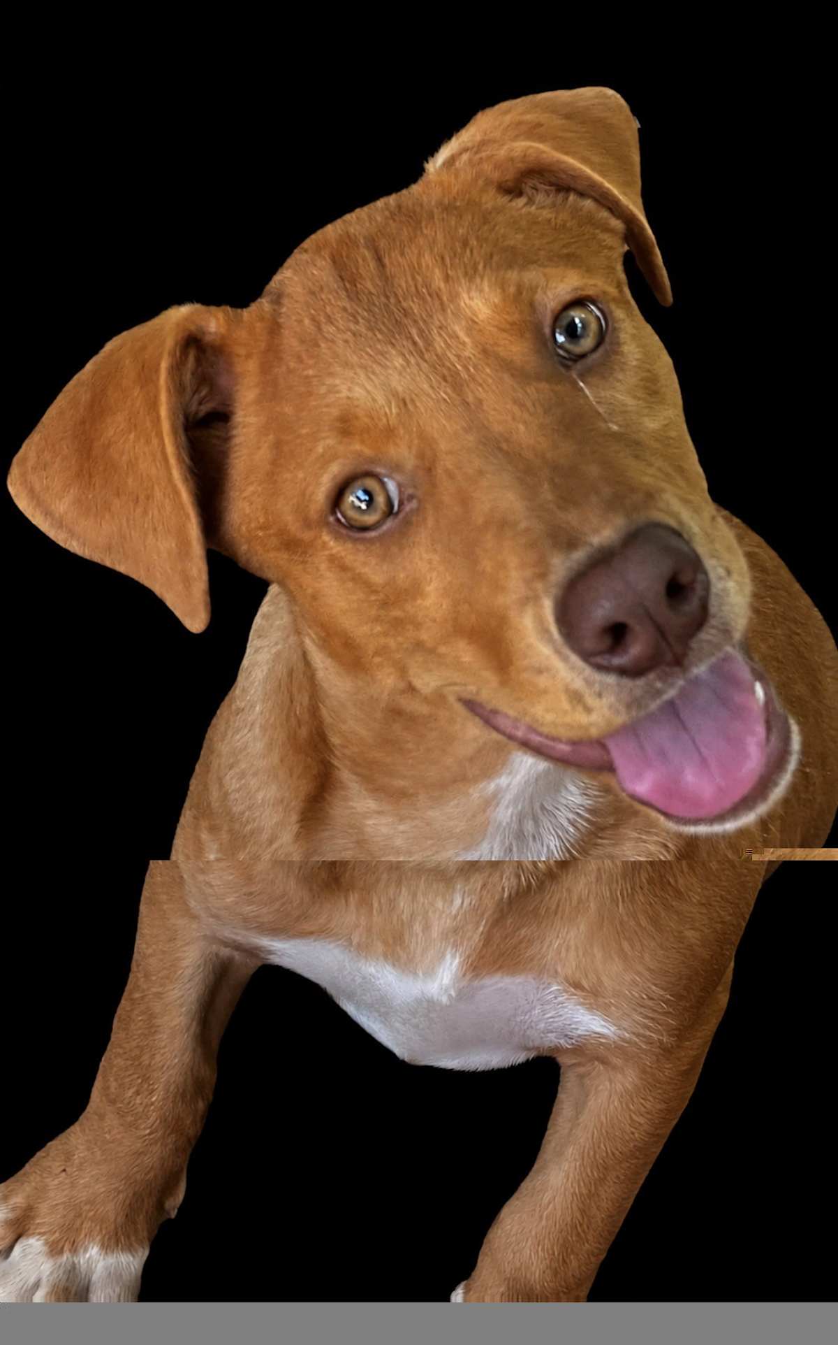 SWIGG PEACH ~ MEET ME! - Beagle / Labrador Retriever available for adoption