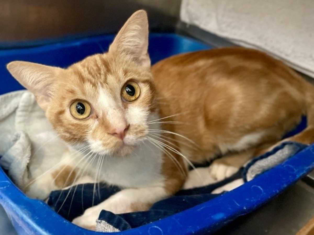 CHURRO - Domestic Shorthair available for adoption