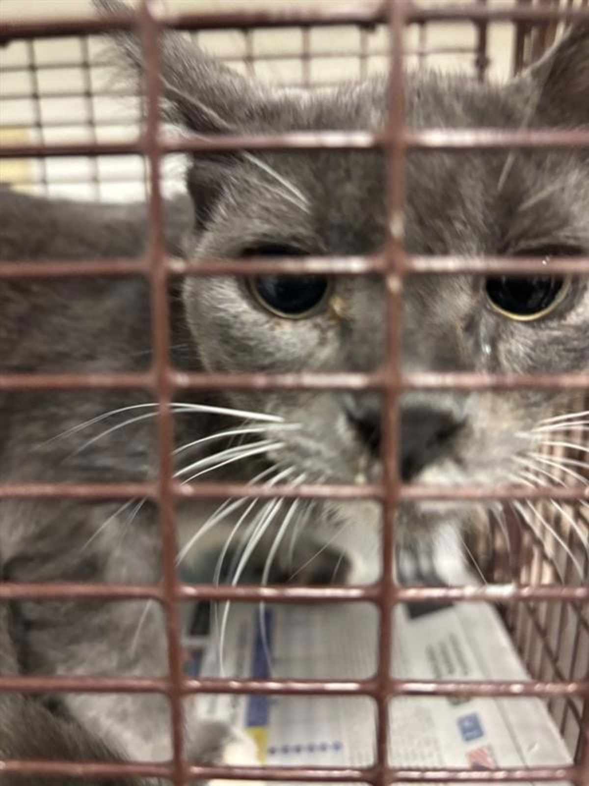 FRESCA - Domestic Shorthair available for adoption