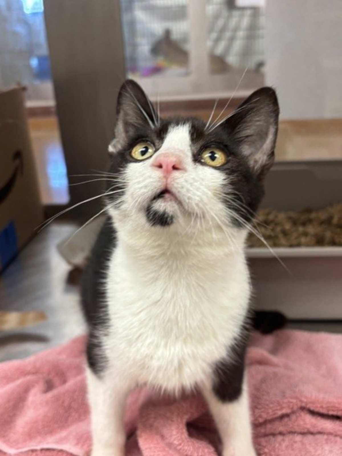 MUNCH - Domestic Shorthair available for adoption