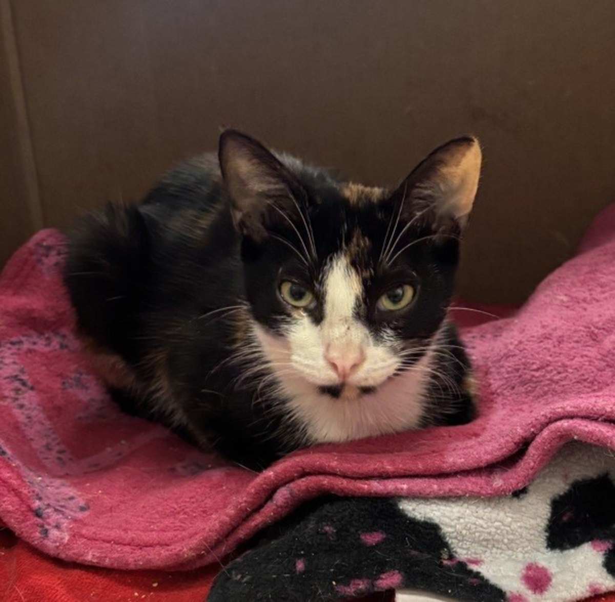 LUCY - Domestic Shorthair available for adoption