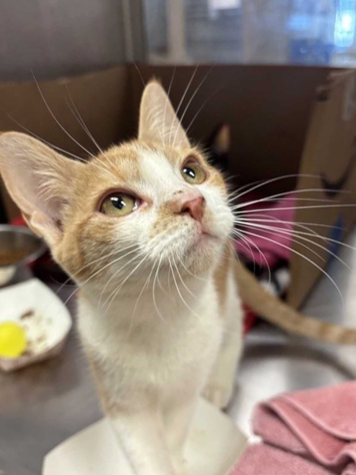 OLIVIA - Domestic Shorthair available for adoption