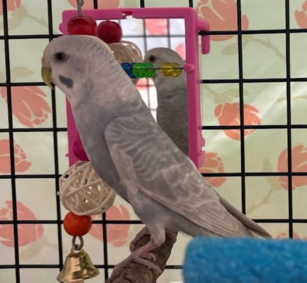 GRACIE - Parakeet - Other available for adoption