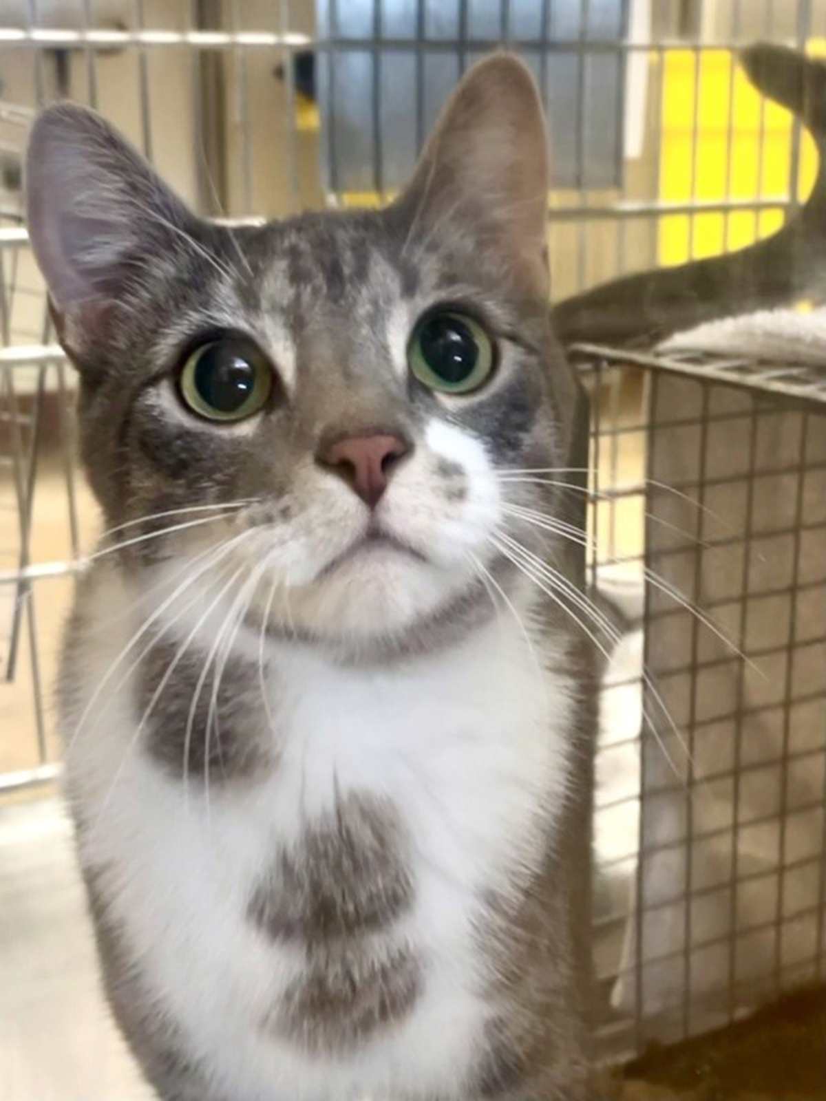 JINX - Domestic Shorthair available for adoption