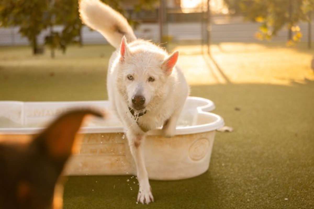 PERLAY - Siberian Husky available for adoption
