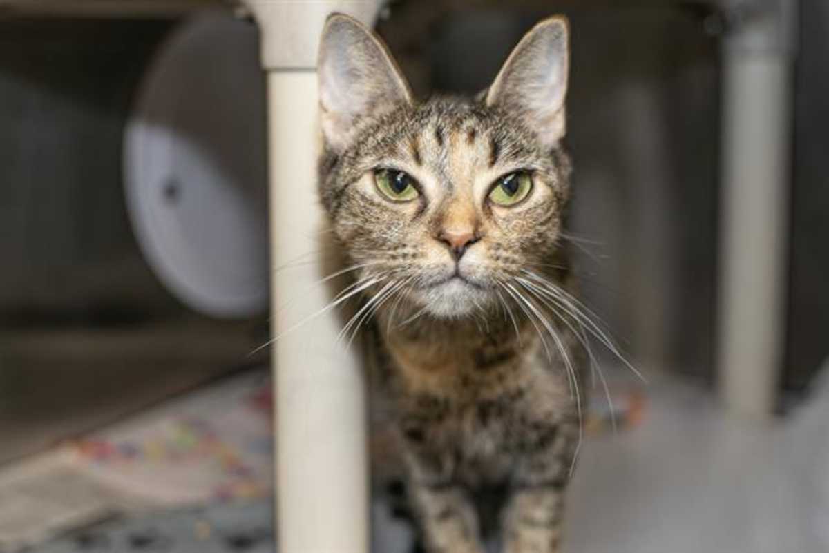 ASTRA - Domestic Shorthair available for adoption