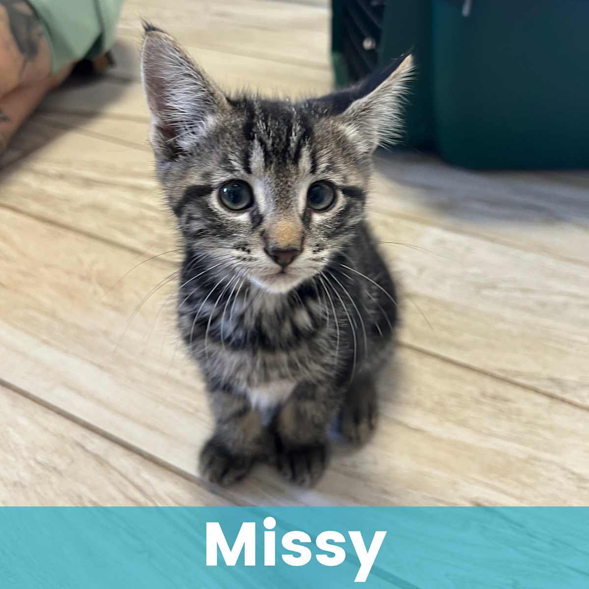 MISSY - Domestic Shorthair available for adoption