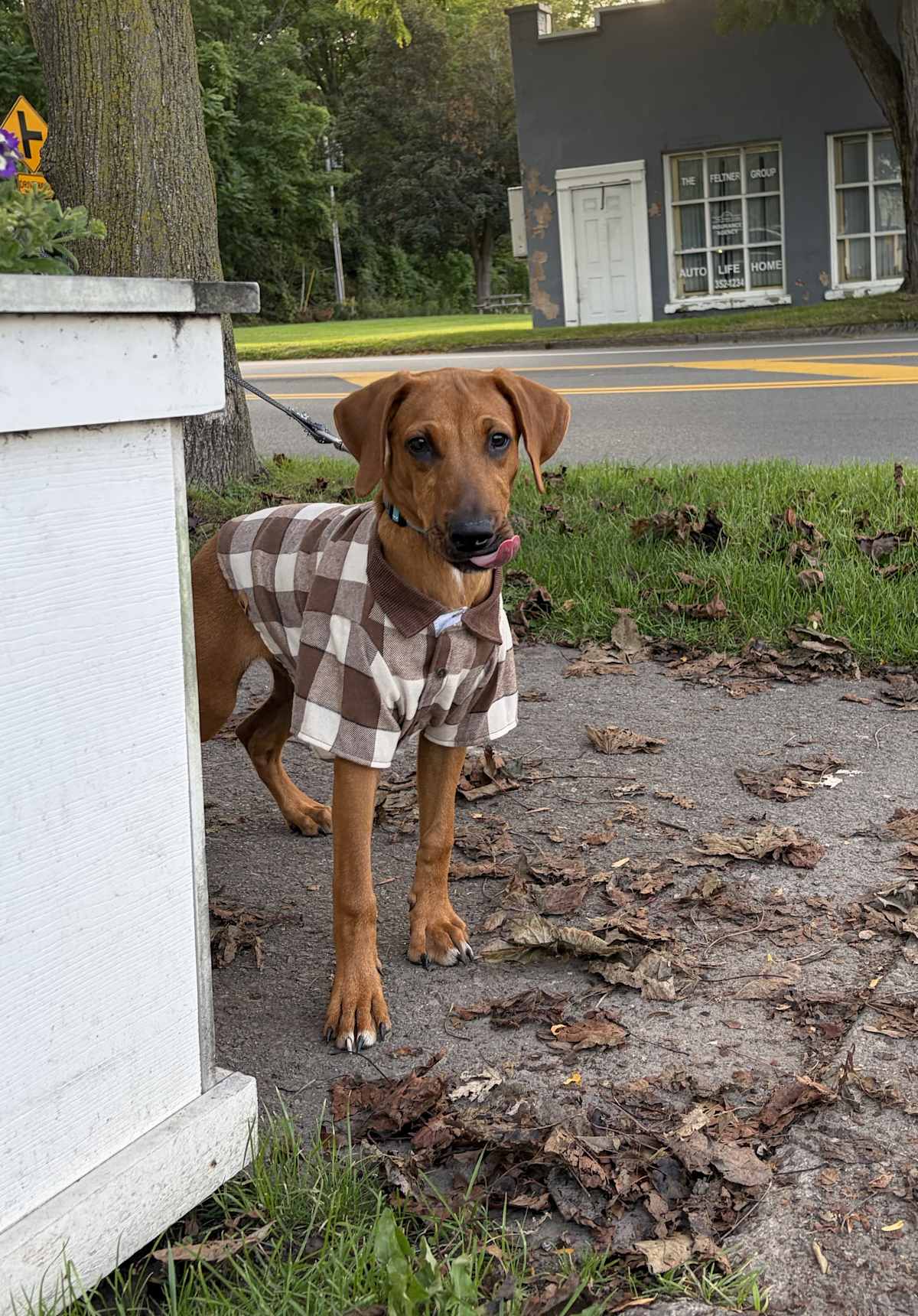 ALAN - Mixed Breed (Medium) available for adoption
