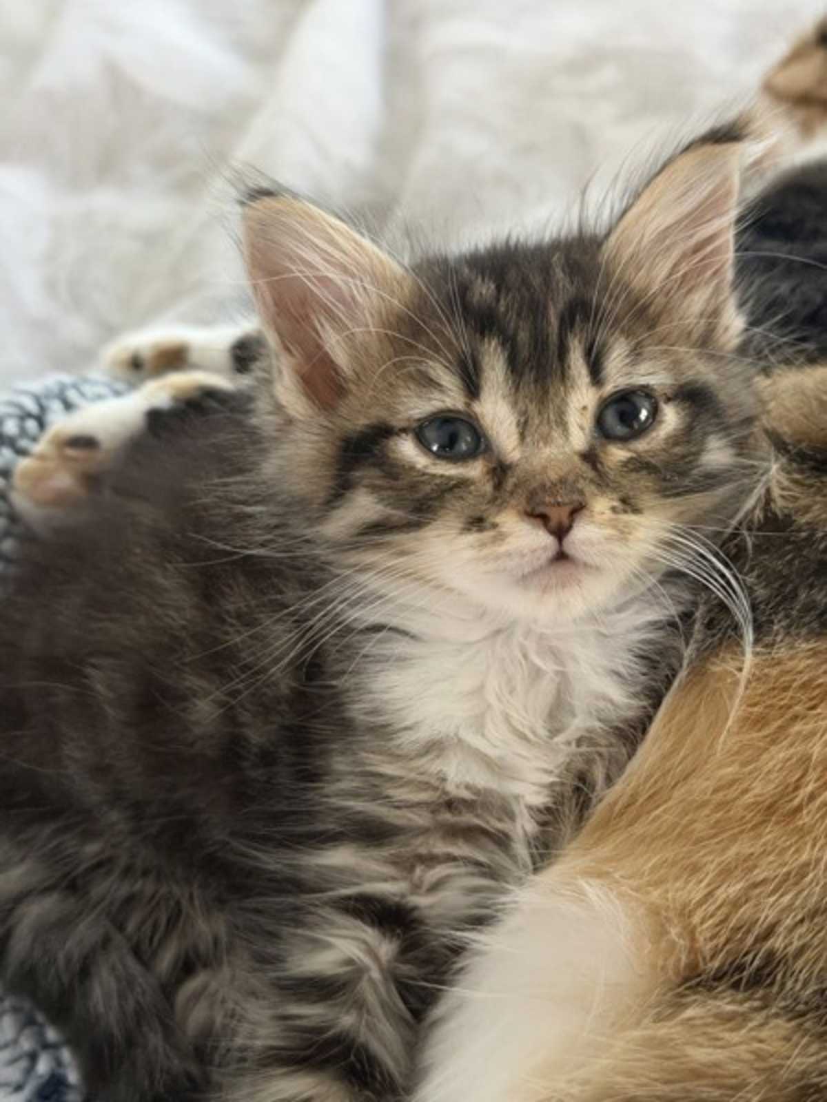 SAVY - Domestic Shorthair available for adoption