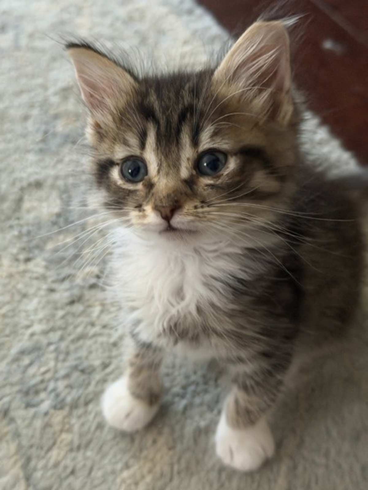 SAVY - Domestic Shorthair available for adoption