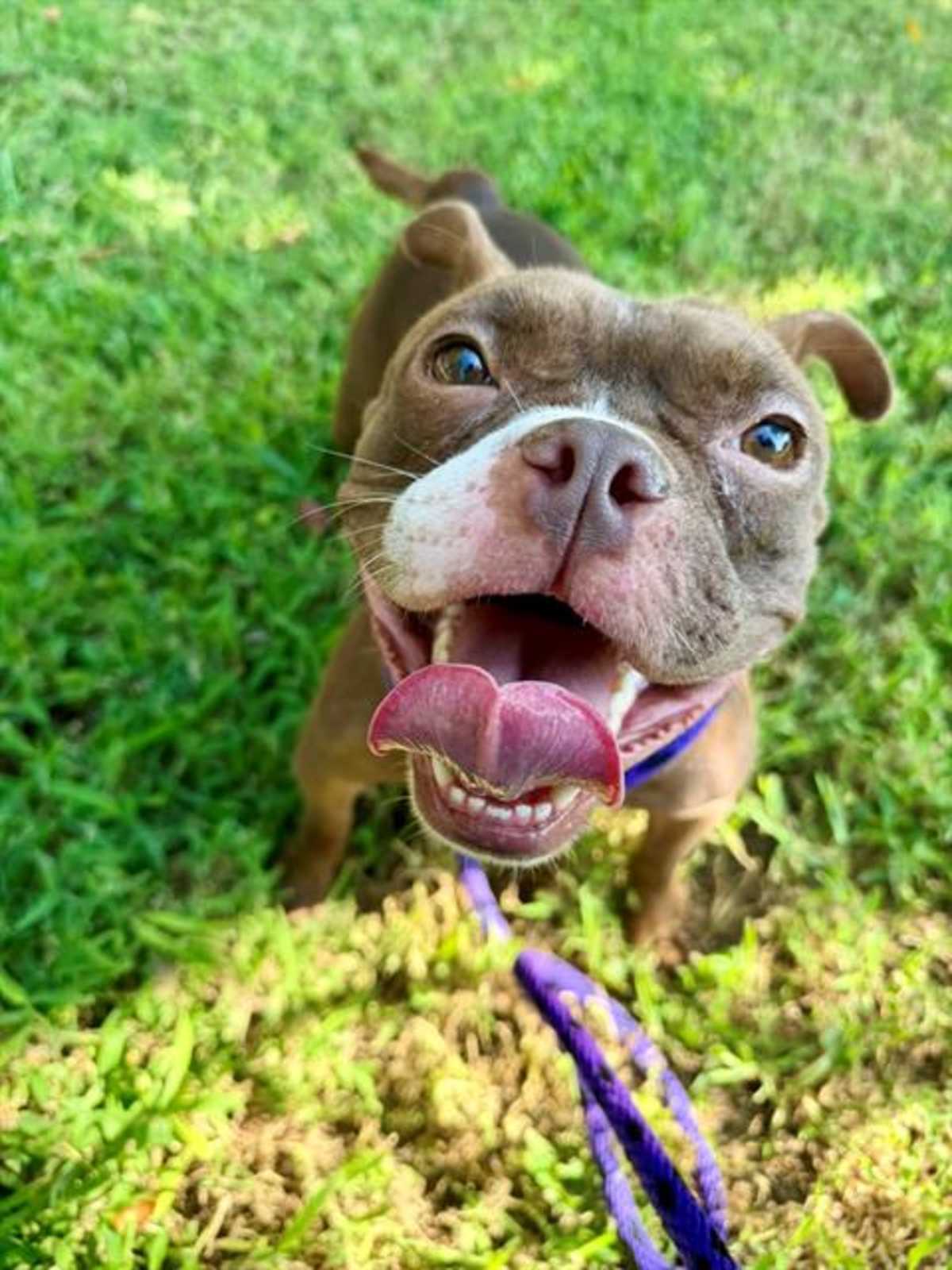ANGIE - American Bulldog / Boston Terrier available for adoption