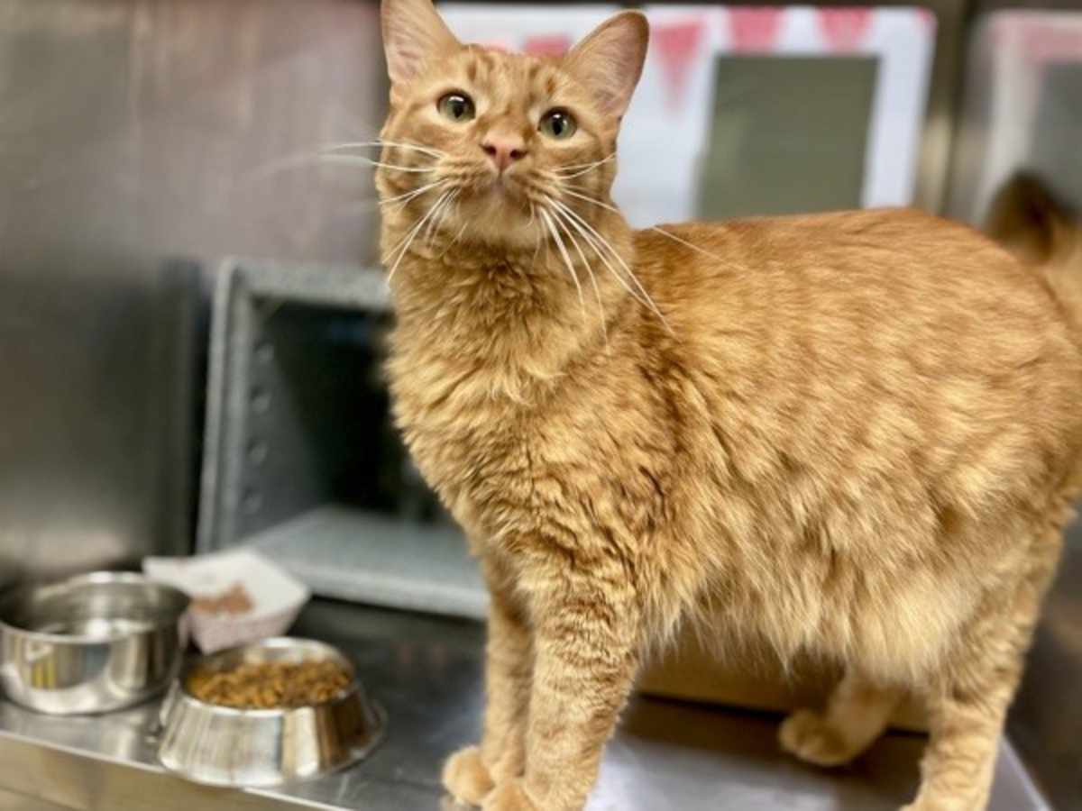 PUMPKIN - Domestic Mediumhair available for adoption