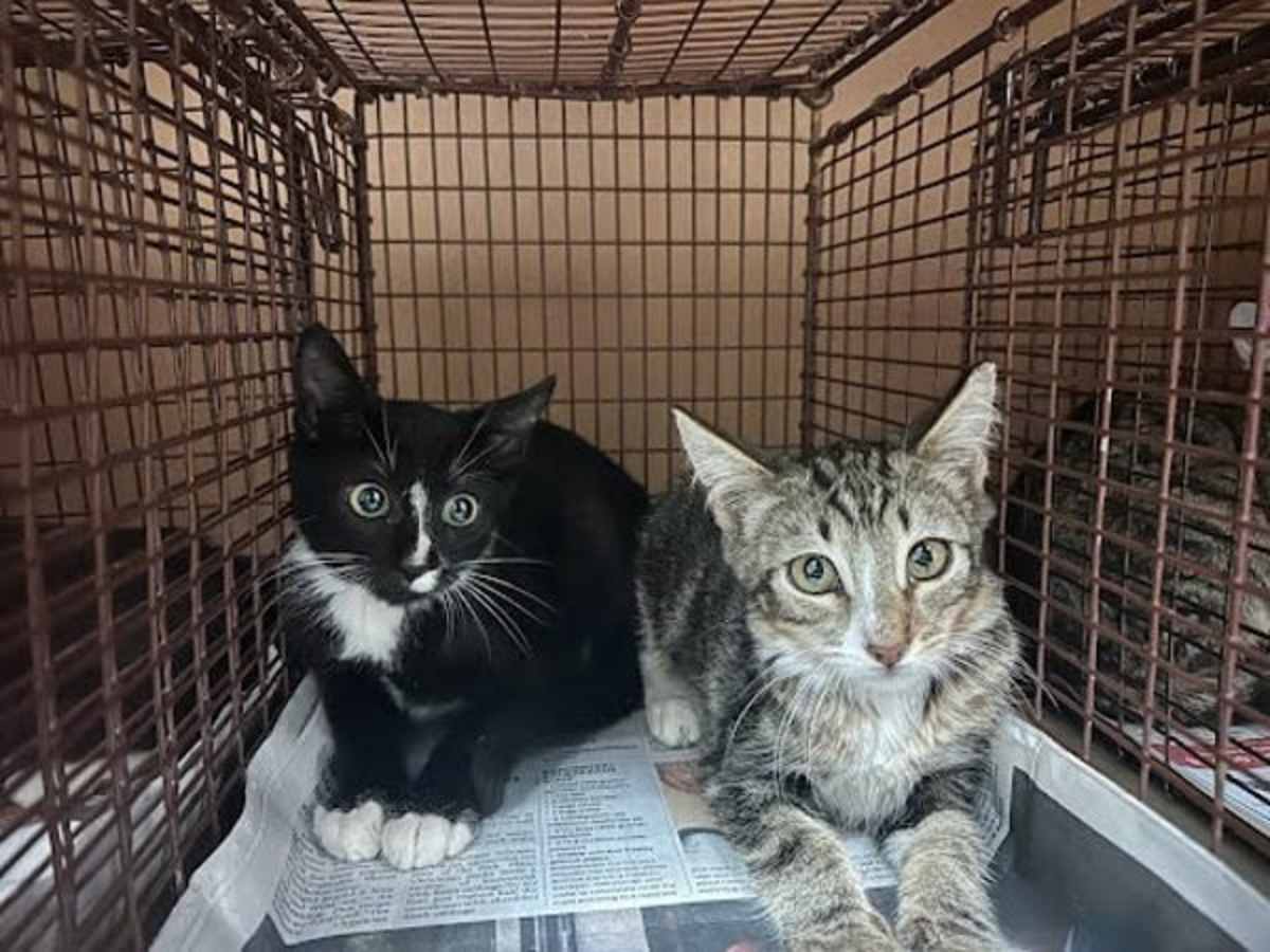 CASEY - Domestic Shorthair available for adoption