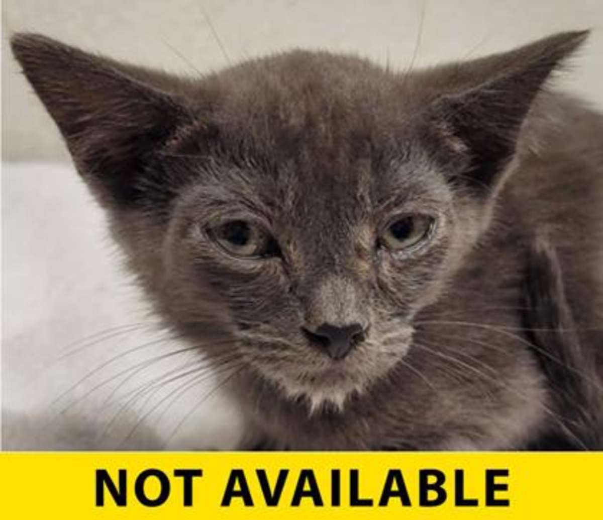 BART - Domestic Shorthair available for adoption