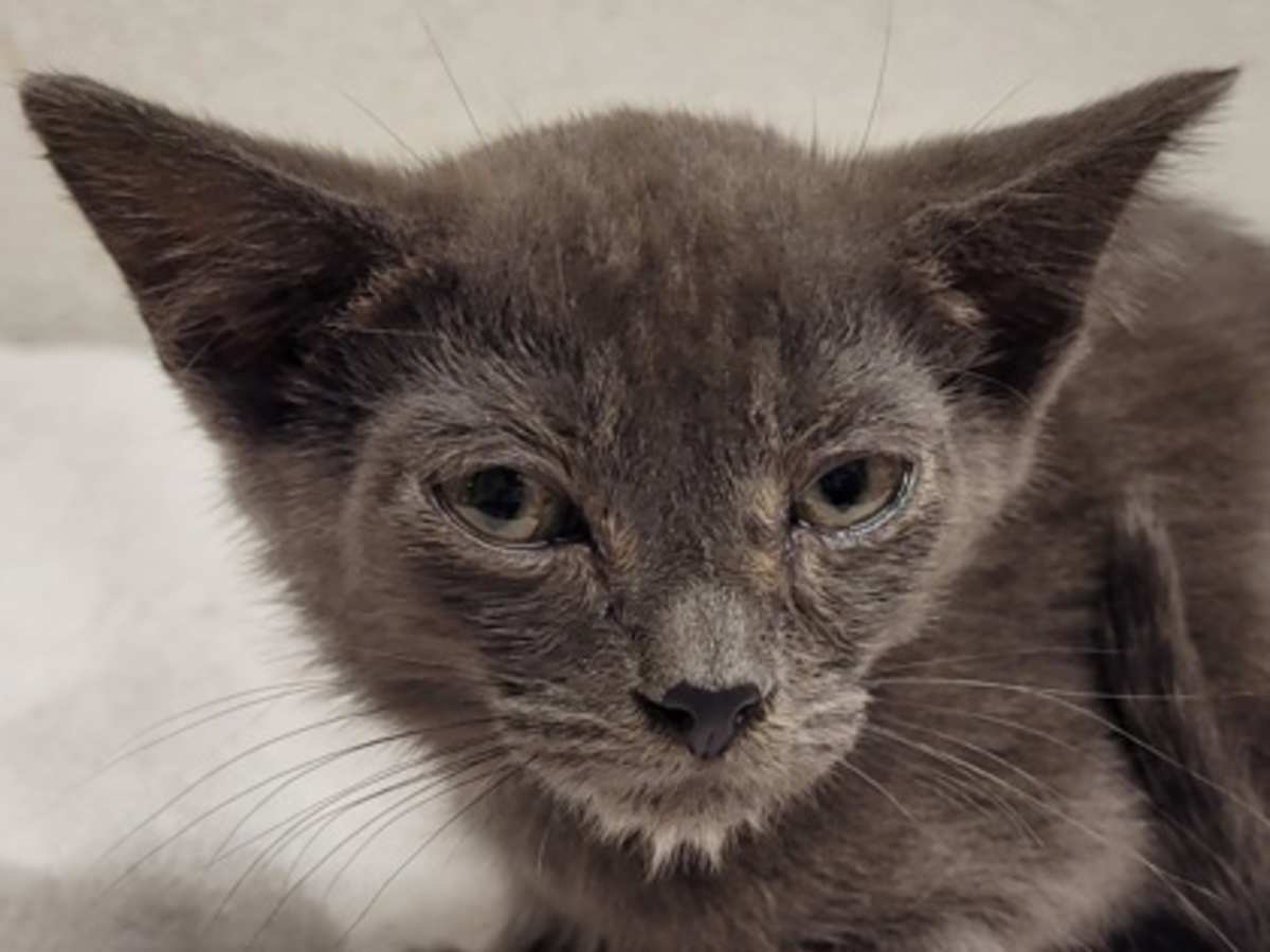 BART - Domestic Shorthair available for adoption