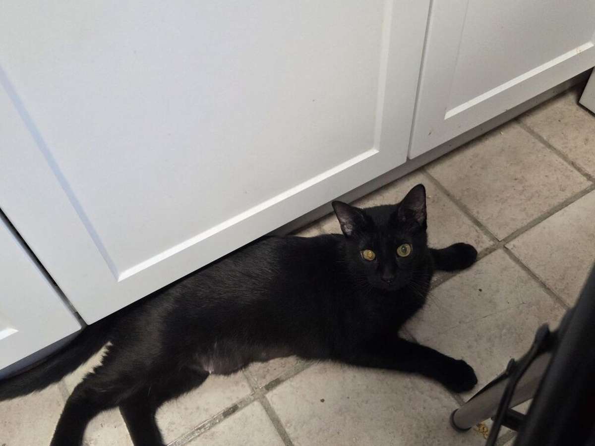 DRACULA FLOW - Domestic Shorthair available for adoption