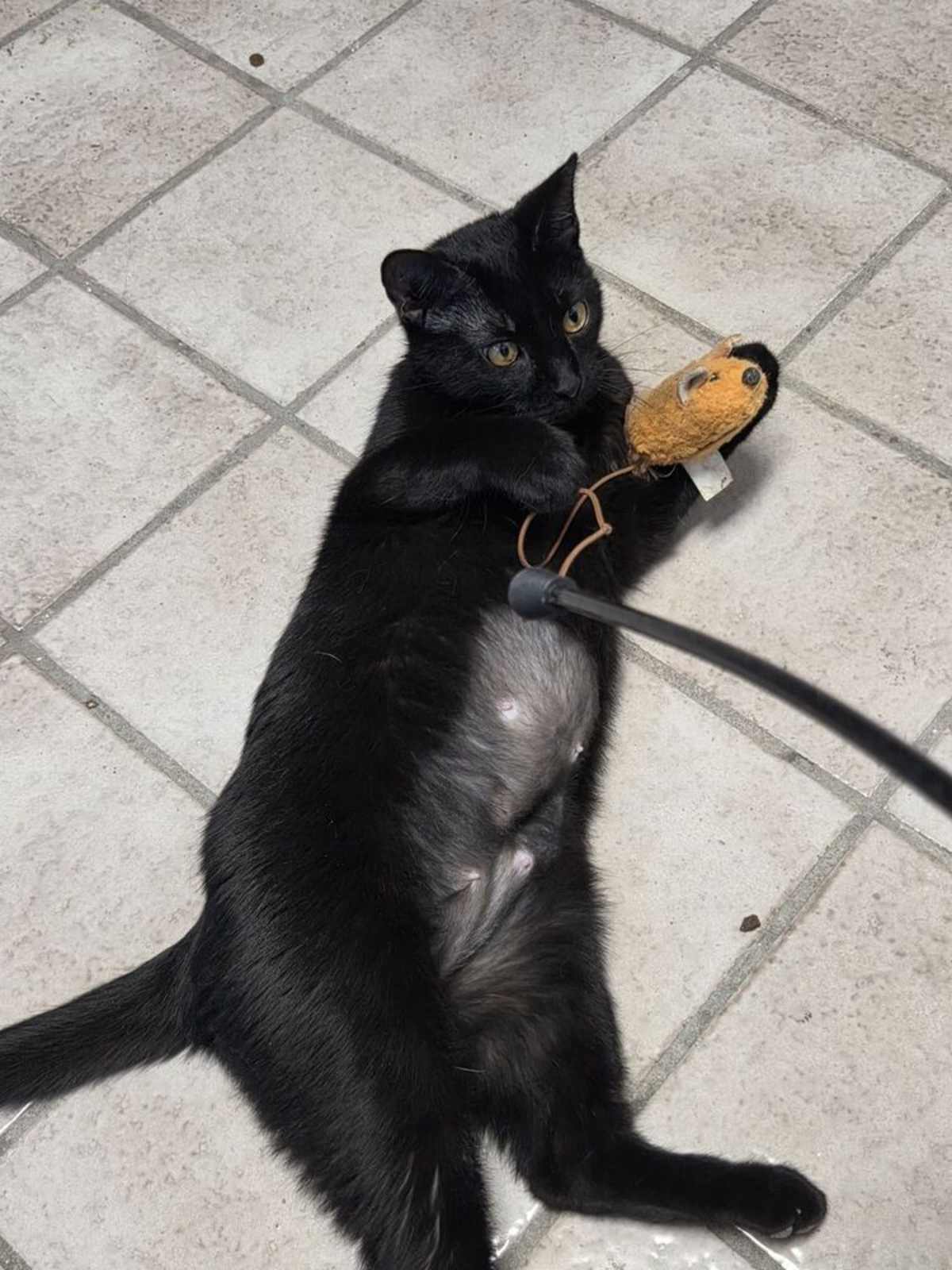 DRACULA FLOW - Domestic Shorthair available for adoption