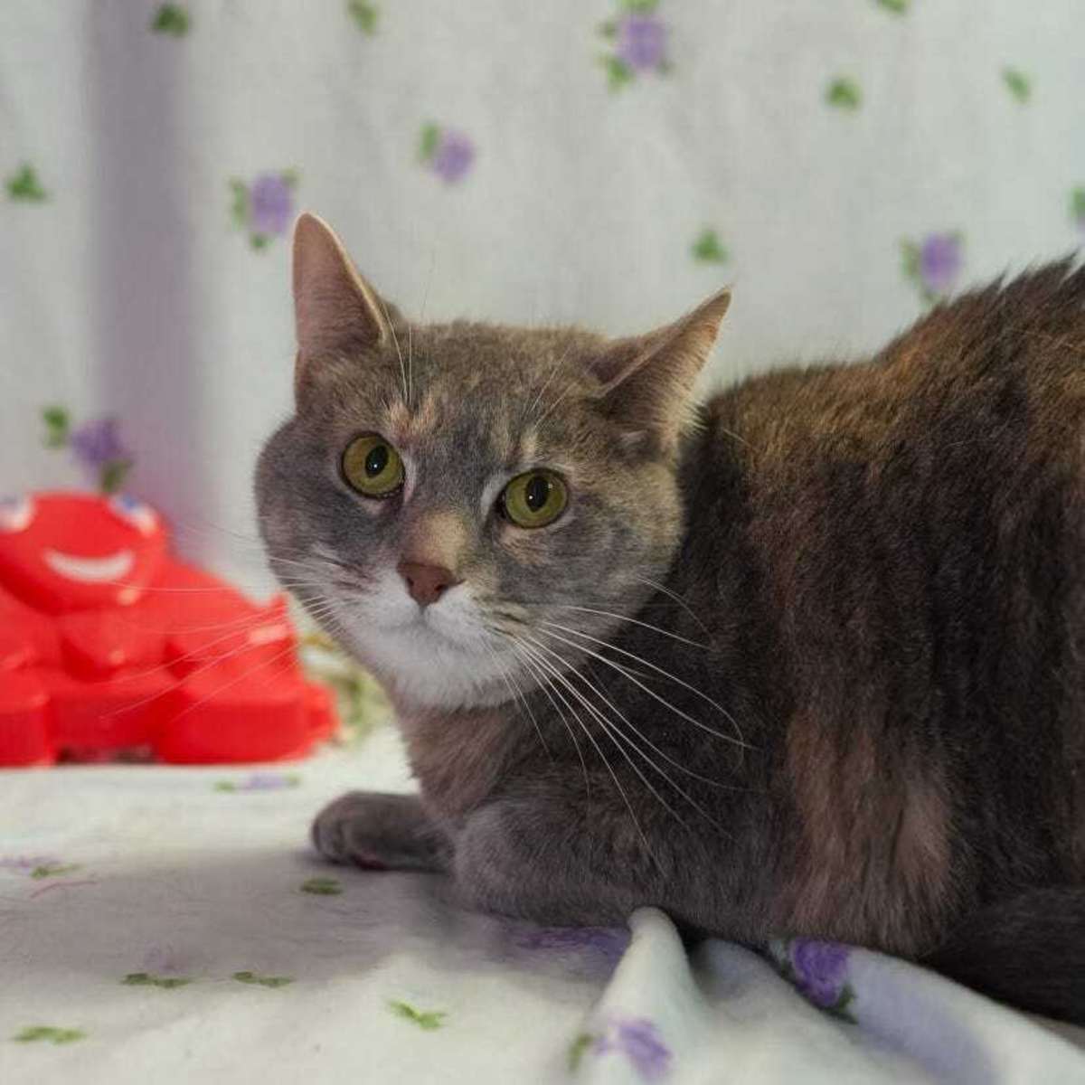 DELDRI - Domestic Shorthair available for adoption