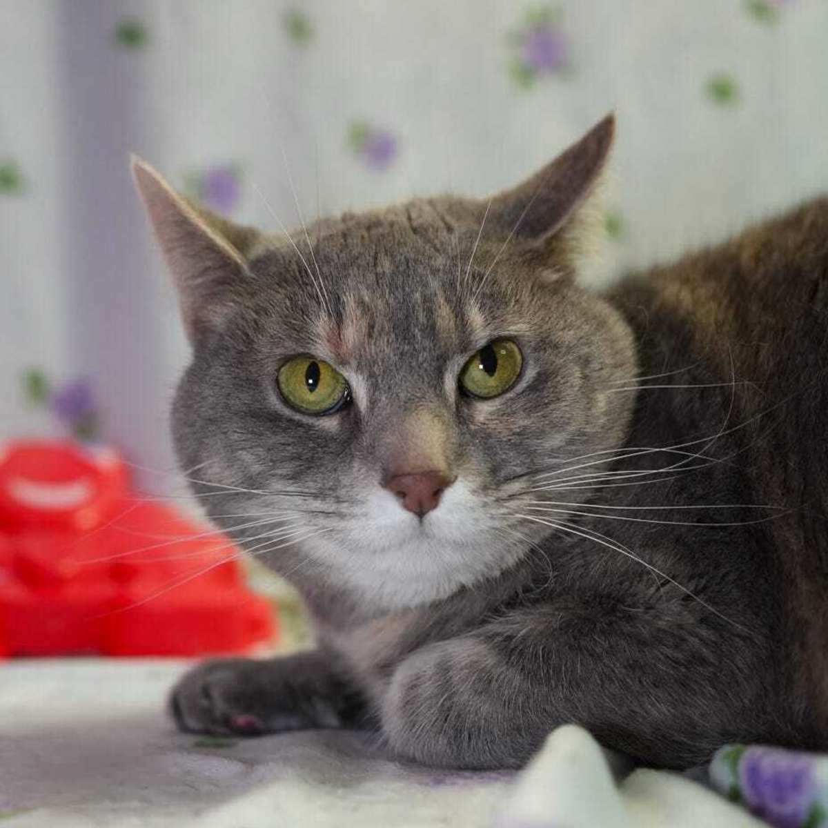 DELDRI - Domestic Shorthair available for adoption