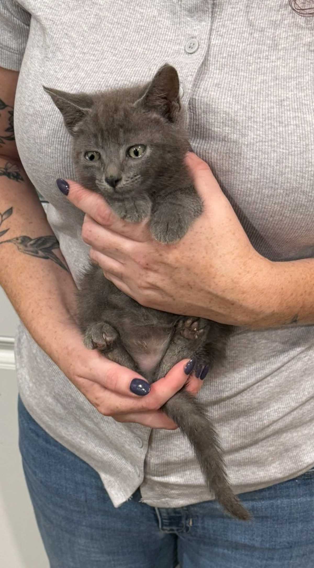 CARLOS - Russian Blue available for adoption