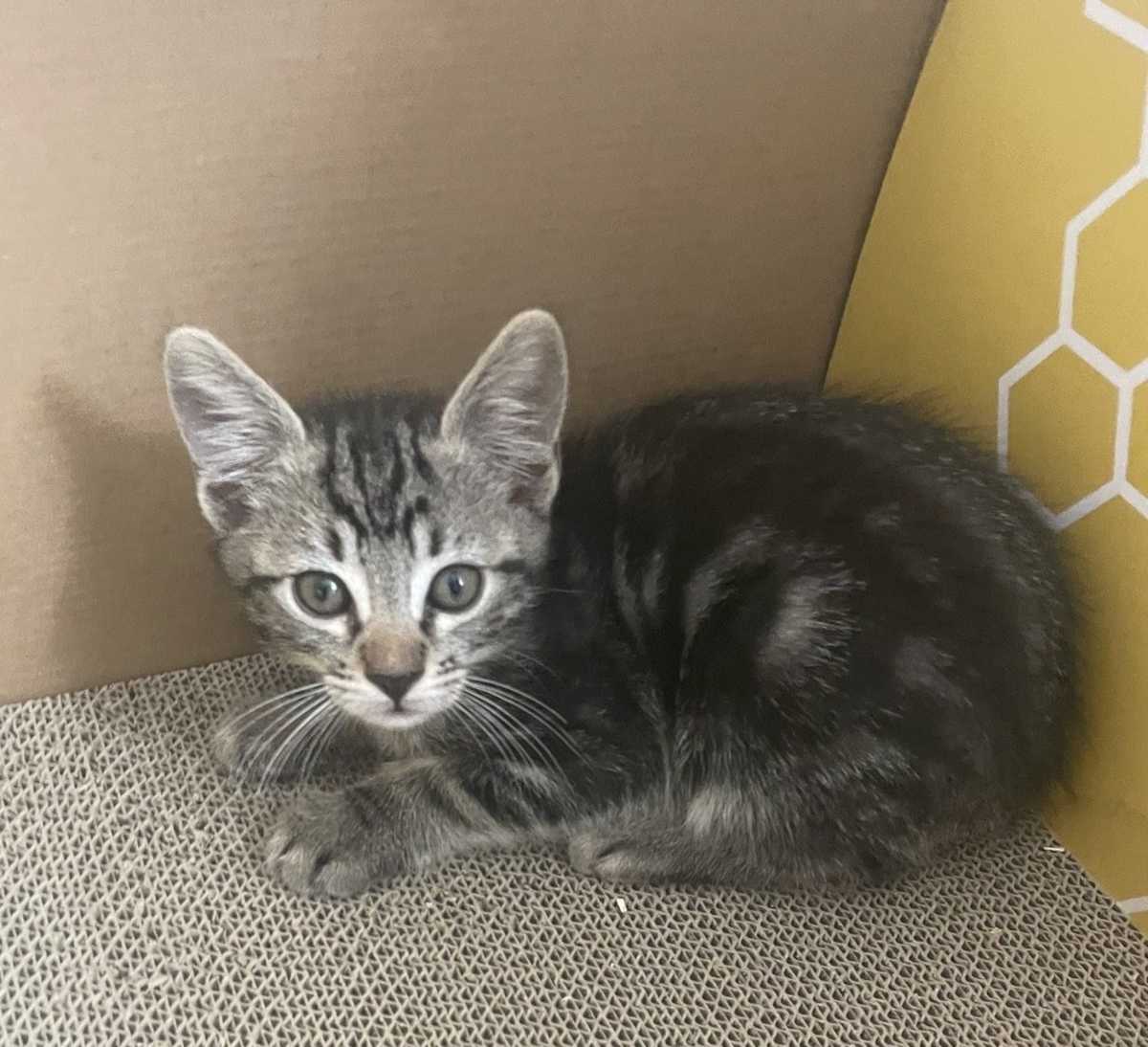 PETER - Domestic Shorthair available for adoption