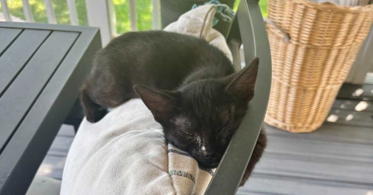 TRINITY - Domestic Shorthair available for adoption