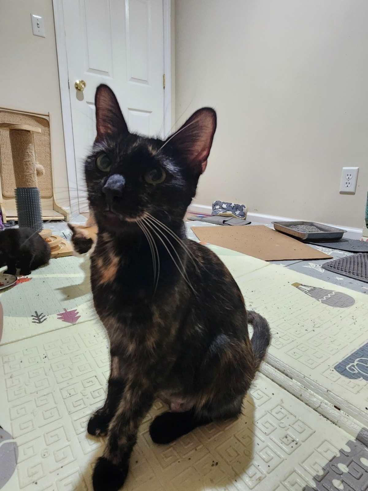 LADY LIBERTY - Domestic Shorthair available for adoption