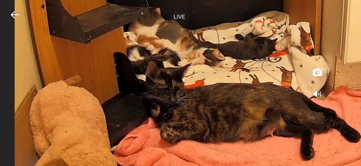 LADY LIBERTY - Domestic Shorthair available for adoption