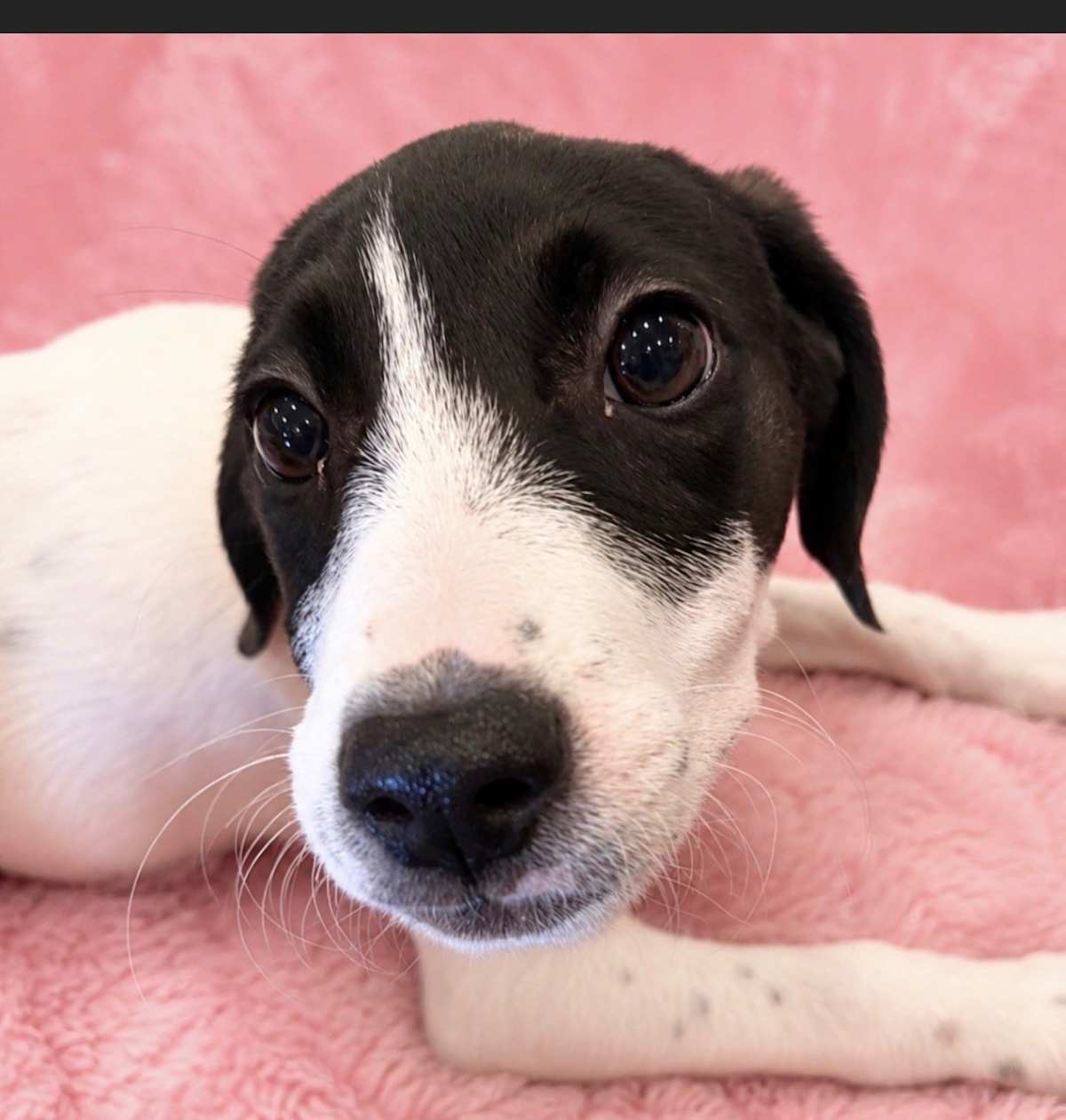 SHYANNE ~ MEET ME! - English Pointer / Labrador Retriever available for adoption