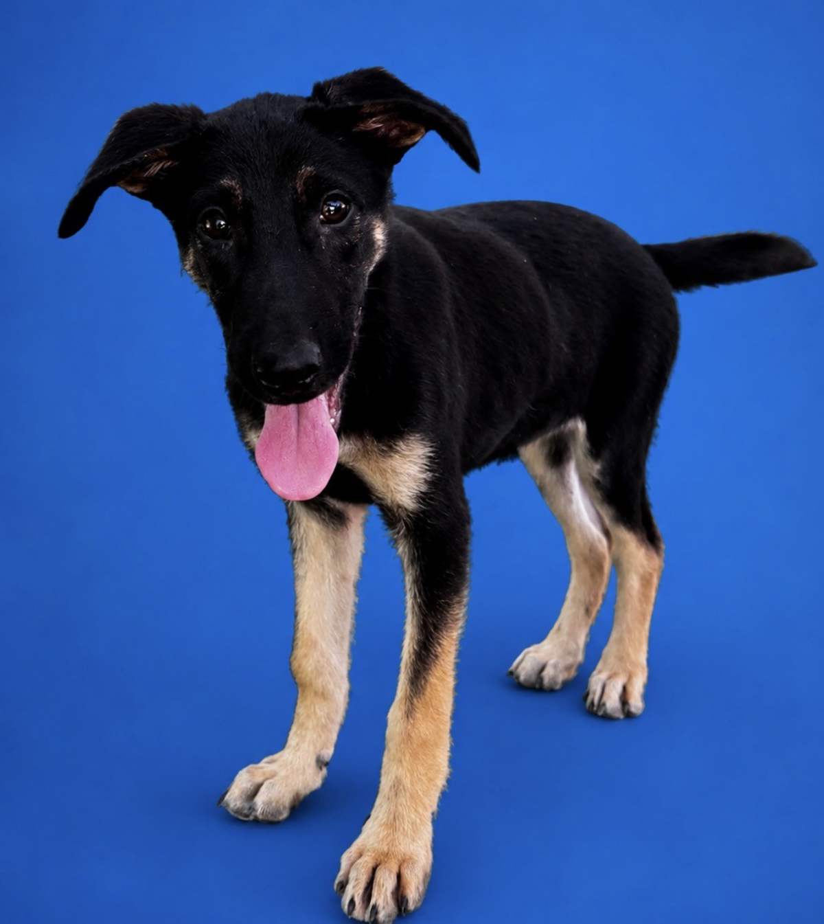BRETT ~ MEET ME! - German Shepherd Dog / Labrador Retriever available for adoption