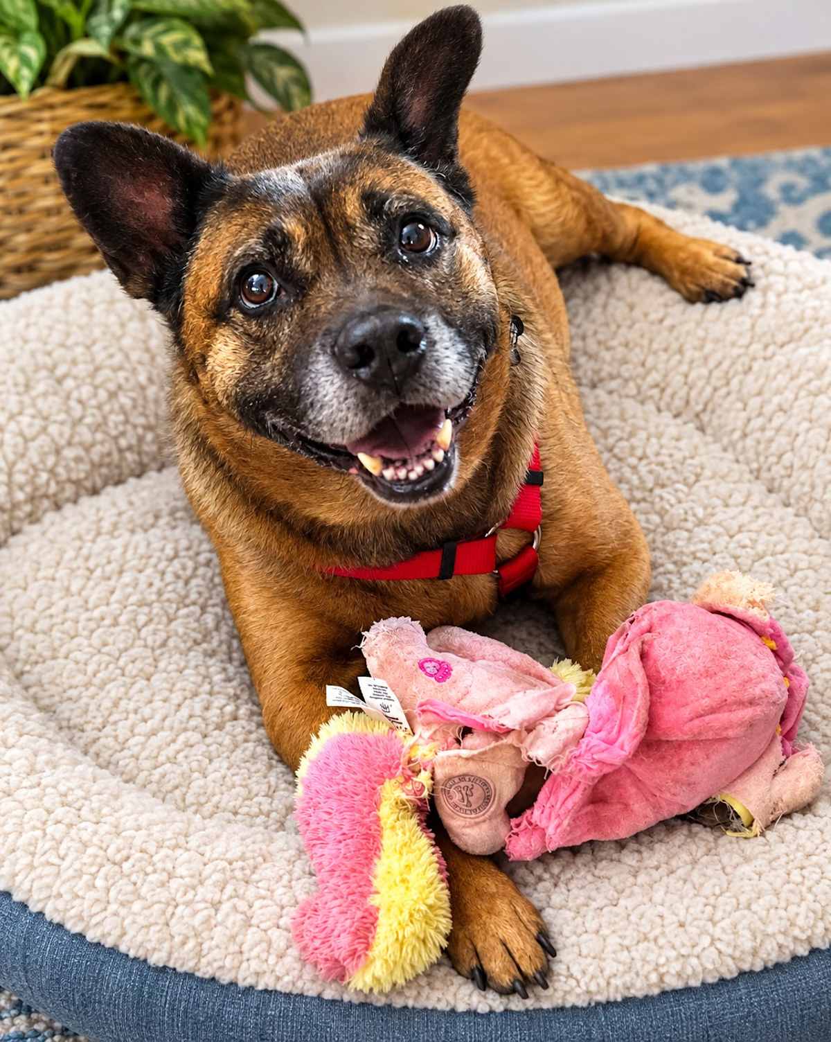 SOCRATES - Chow Chow for adoption in Tucson