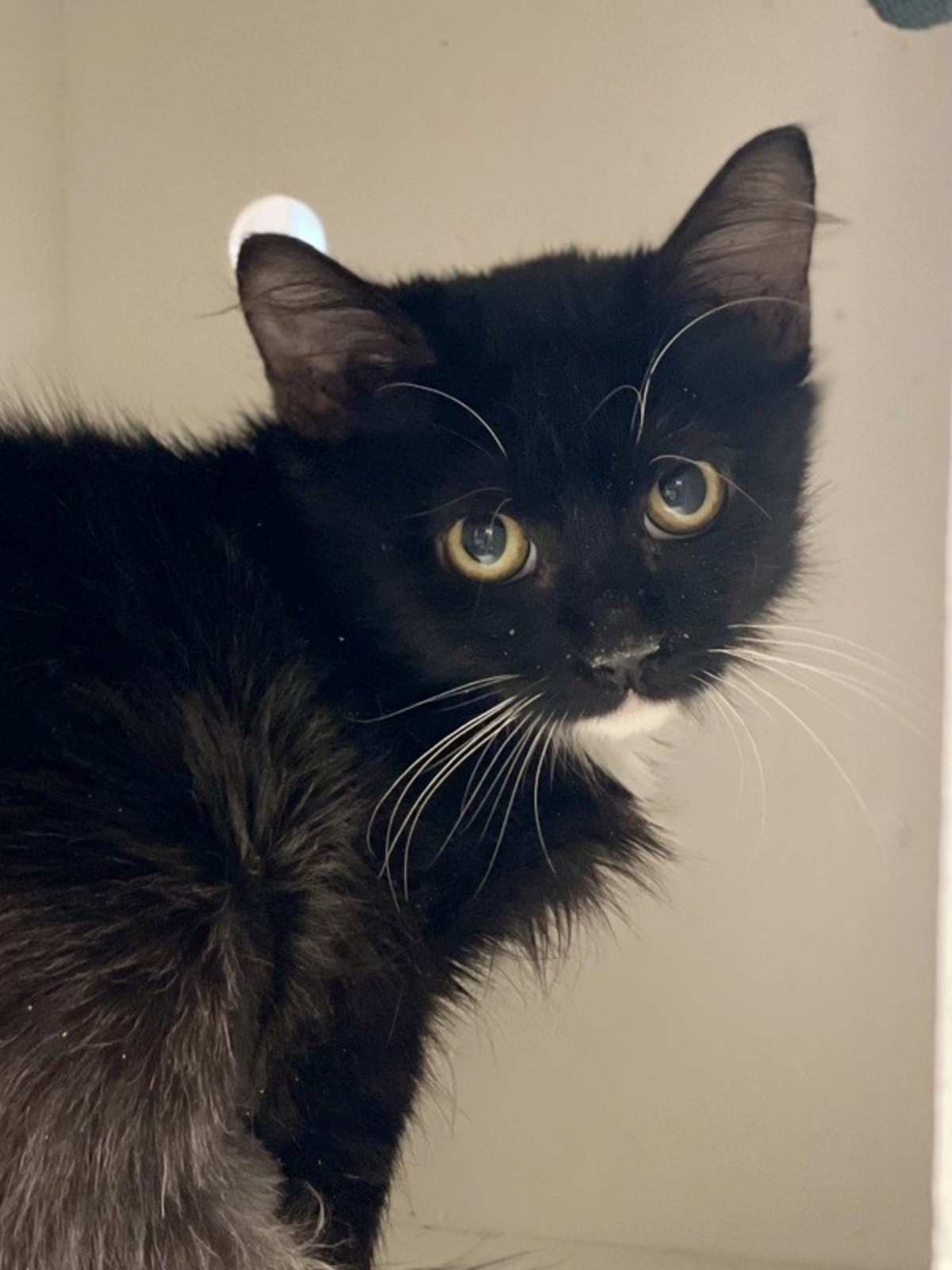 ORION - Domestic Shorthair available for adoption