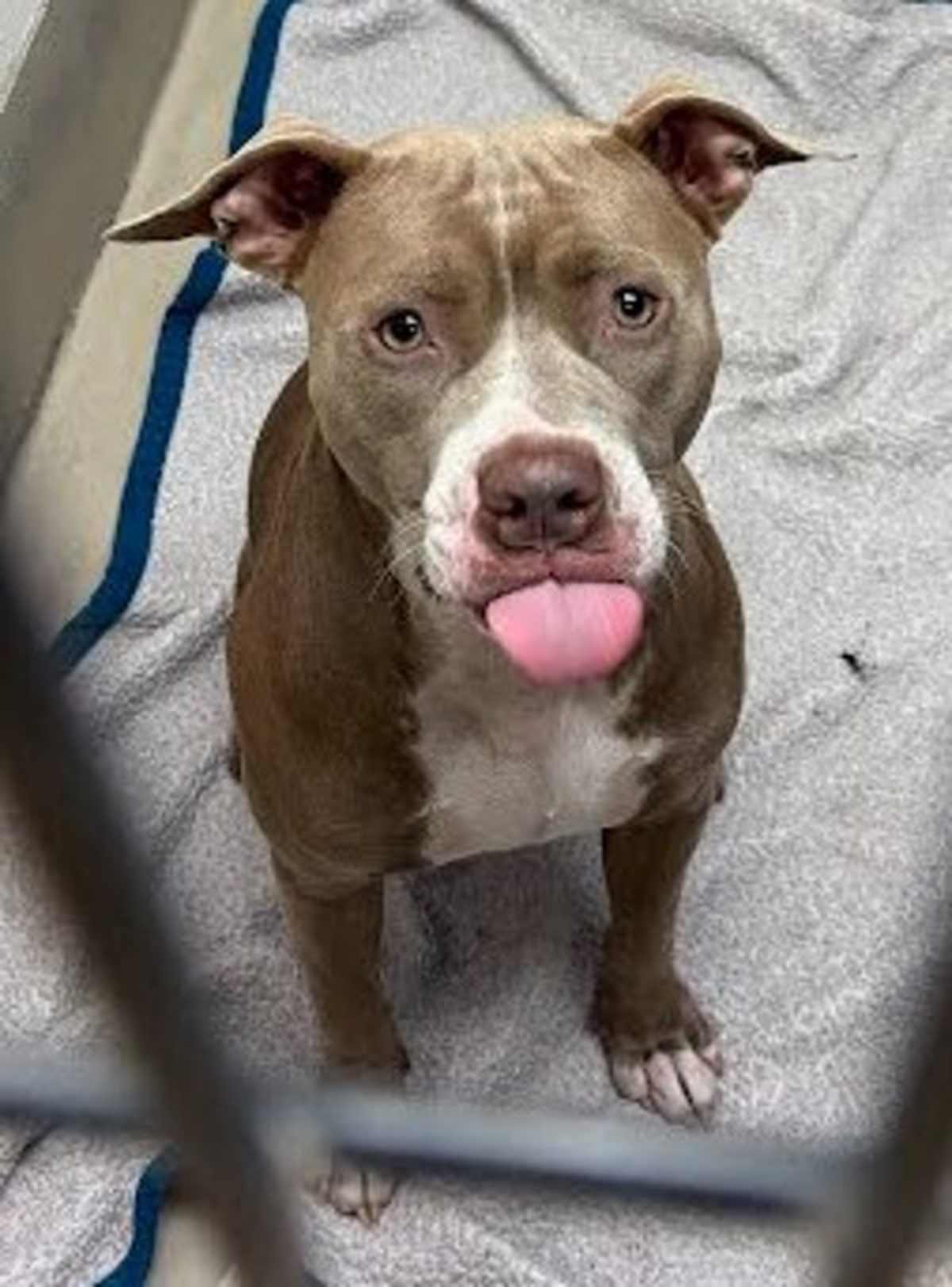 TEETEE - American Pit Bull Terrier available for adoption