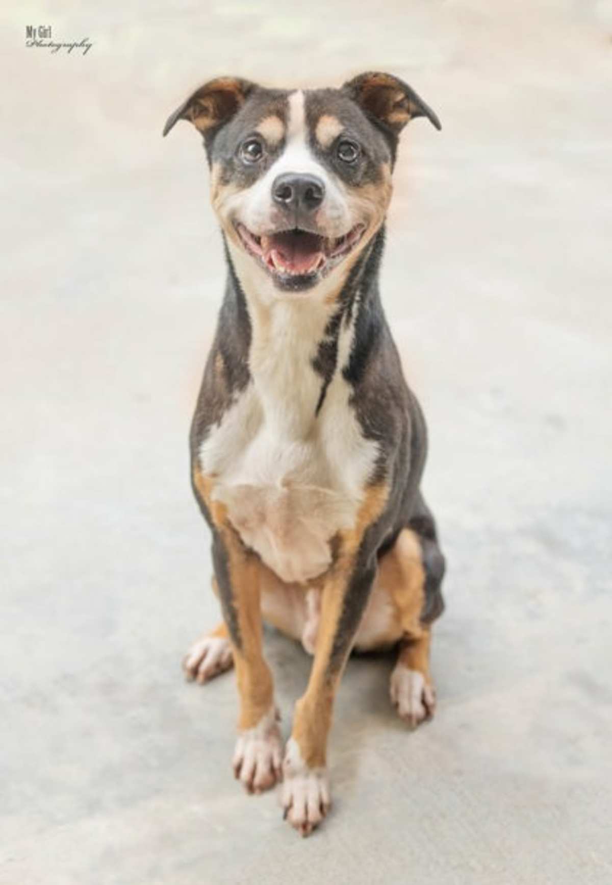 WOODROW - Mixed Breed (Medium) for adoption in Greensboro