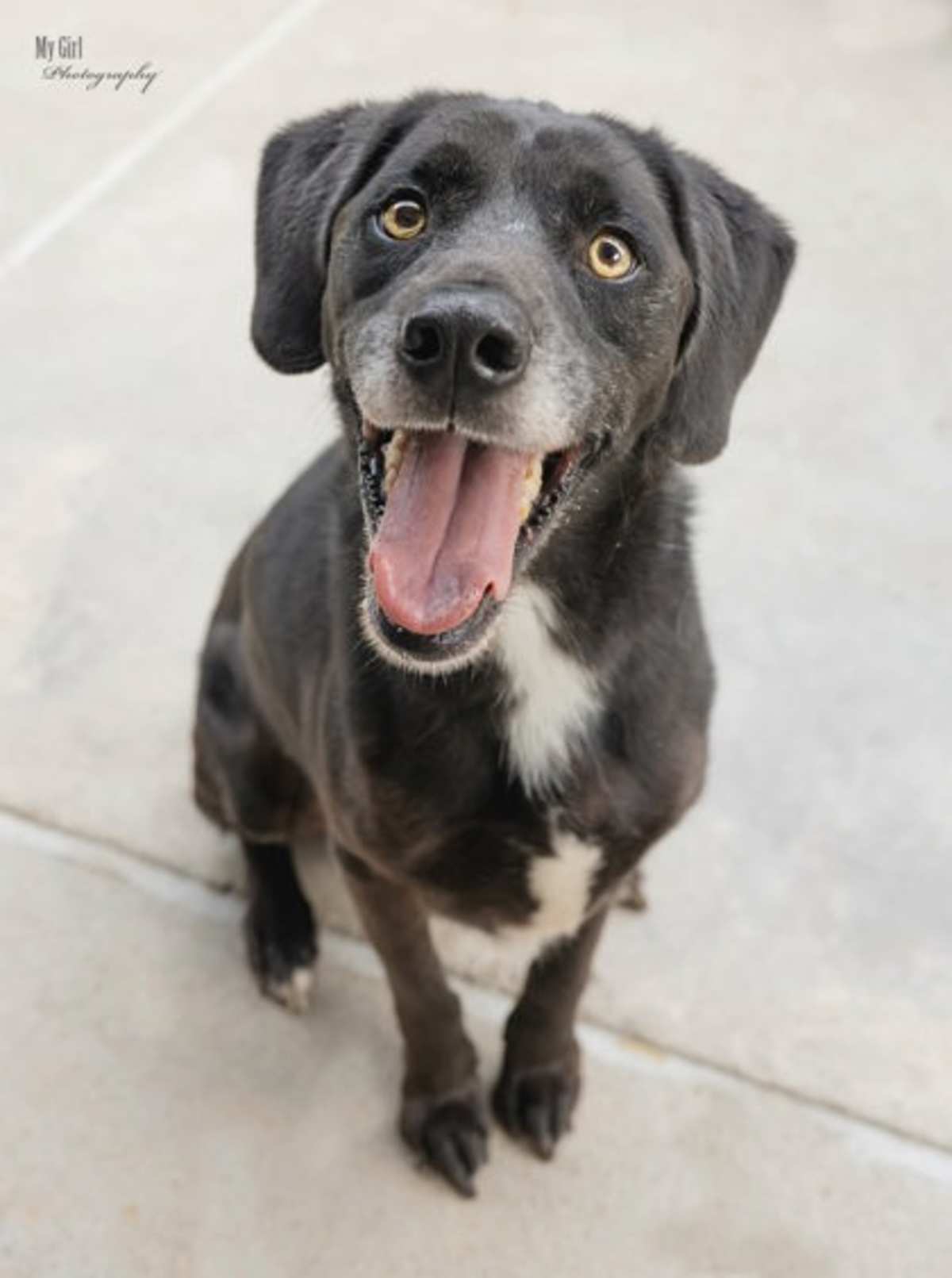 DALLAS - Mixed Breed (Medium) for adoption in Greensboro