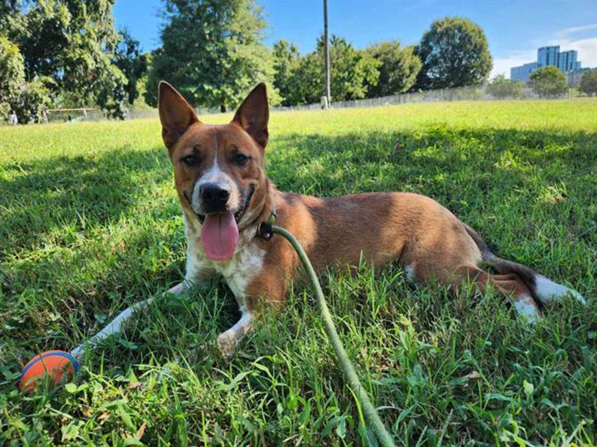PIP - Australian Cattle Dog available for adoption