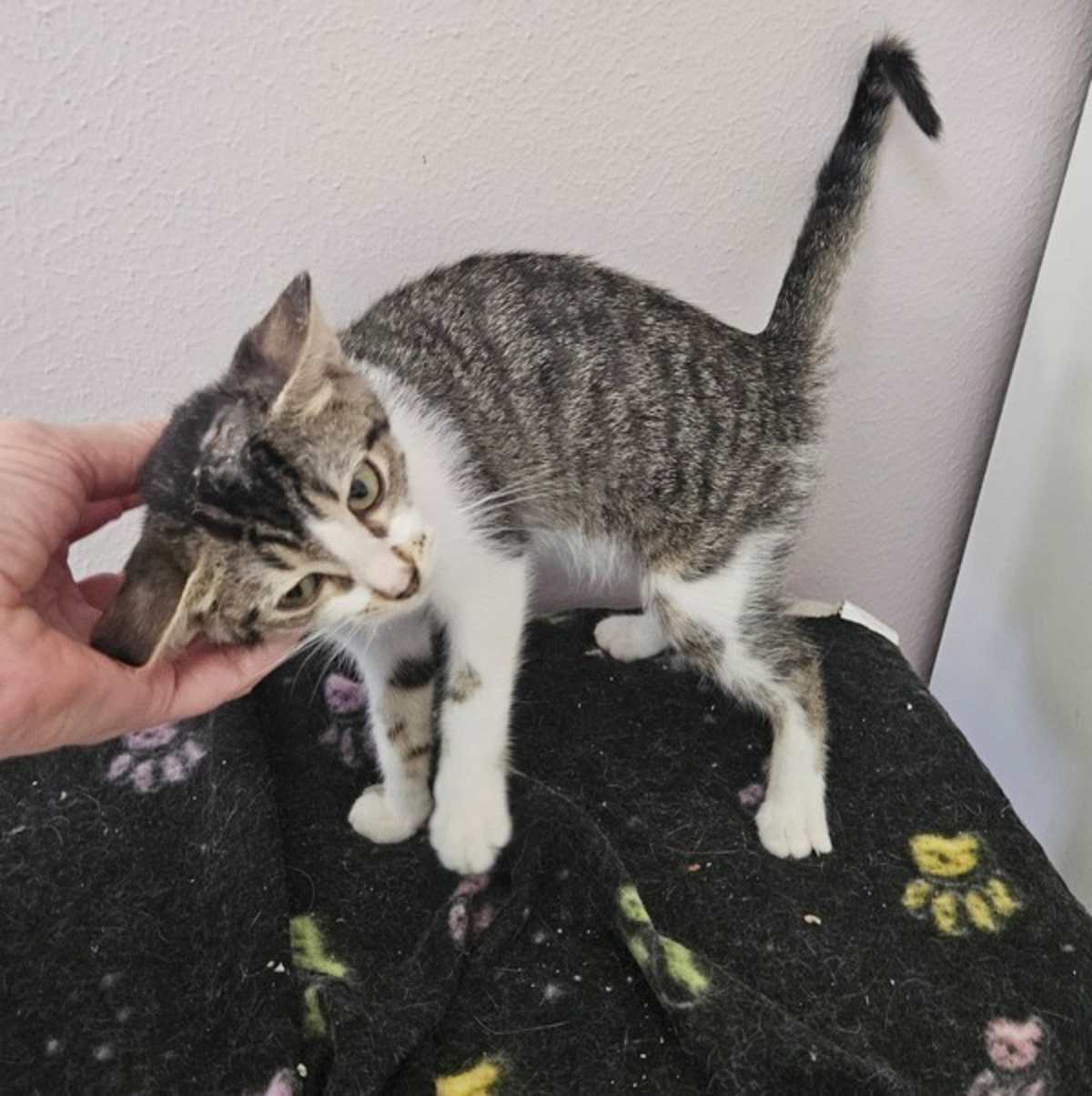 ABIGAIL - Domestic Shorthair available for adoption