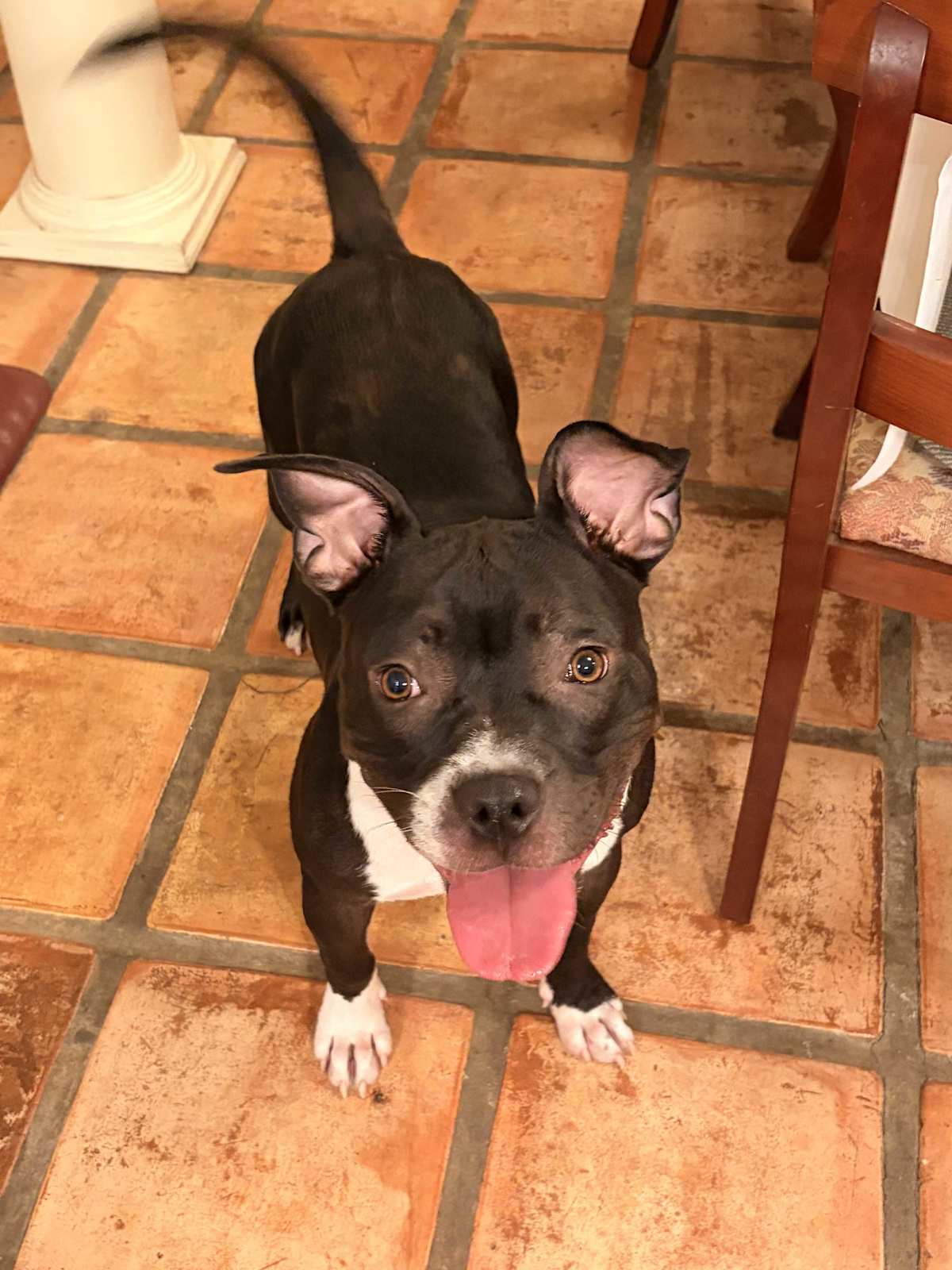 SHADOW - American Staffordshire Terrier / Boxer available for adoption